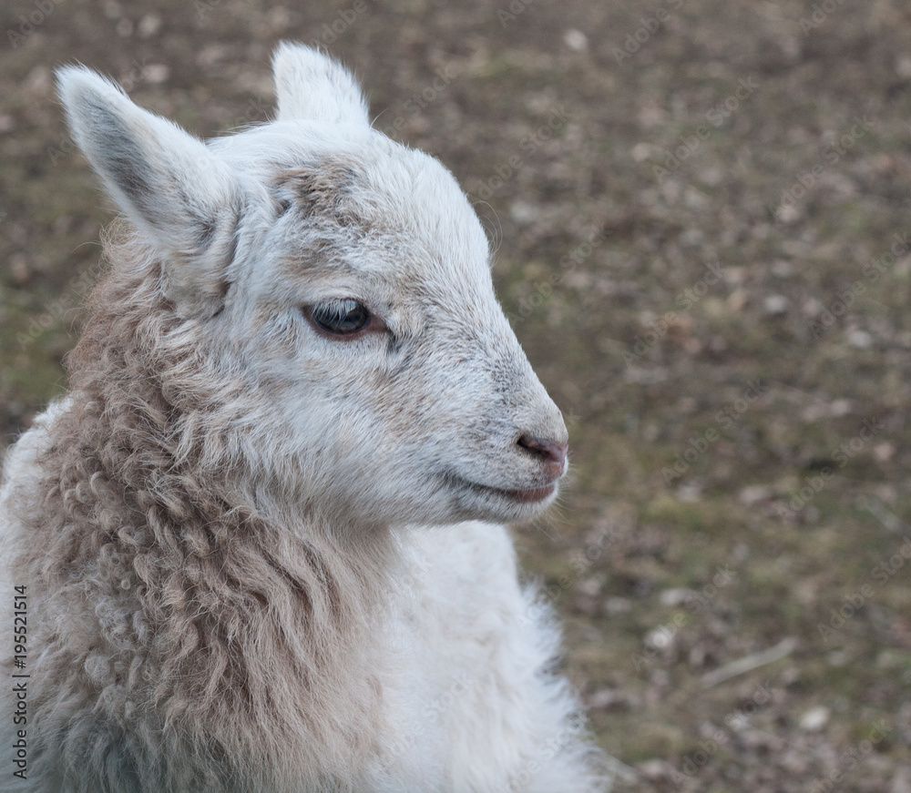 Obraz premium Lamb - young sheep outdoor