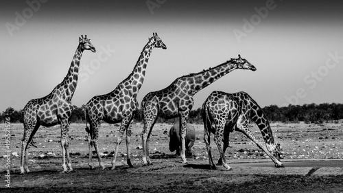 Giraffes at Etosha Pan - Namibia - Southern Africa