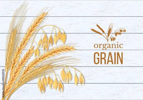 Wheat, barley, oat and rye set. Four cereals spikelets with ears, sheaf and text premium foods, natural product.