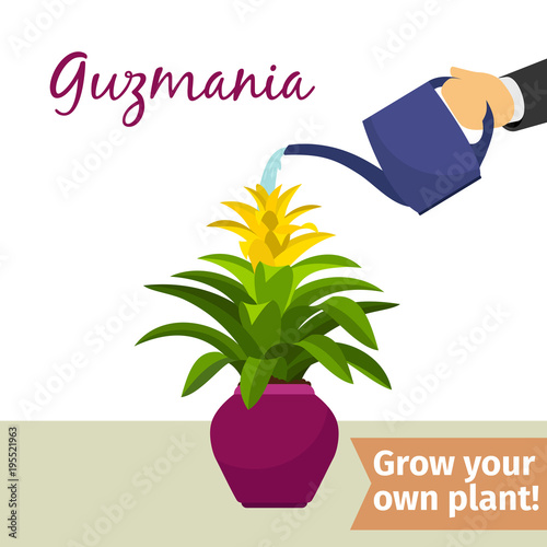 Hand watering guzmania plant