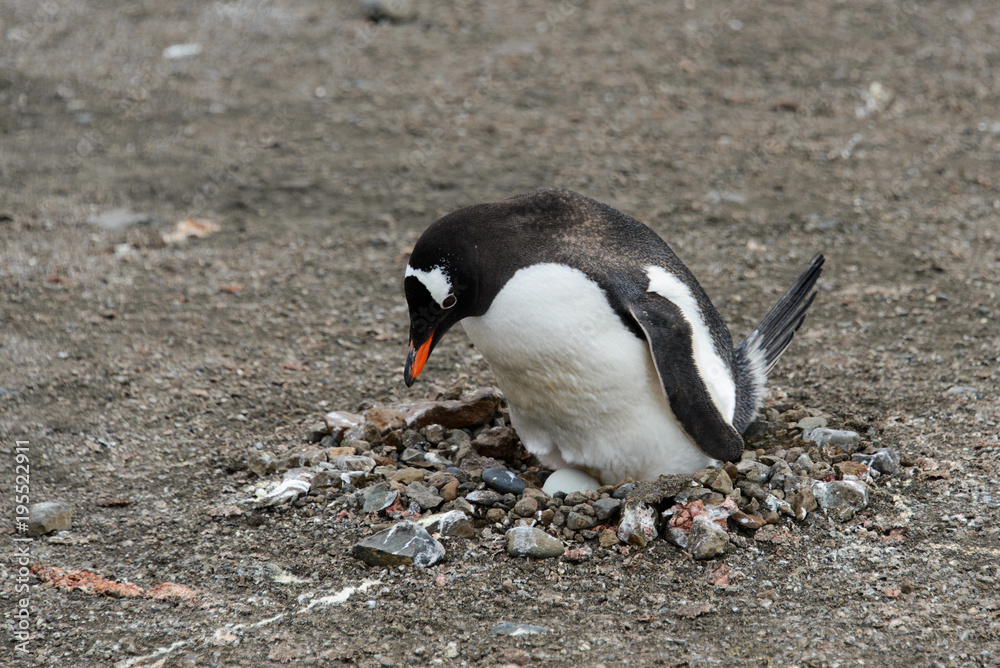 Naklejka premium Gentoo penguin with egg in nest