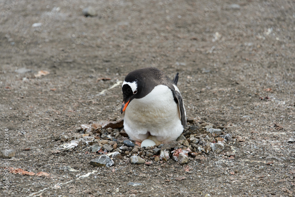 Naklejka premium Gentoo penguin with egg in nest