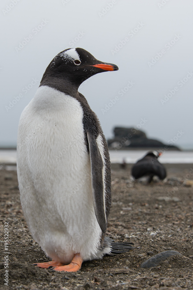 Naklejka premium Gentoo penguin on beach