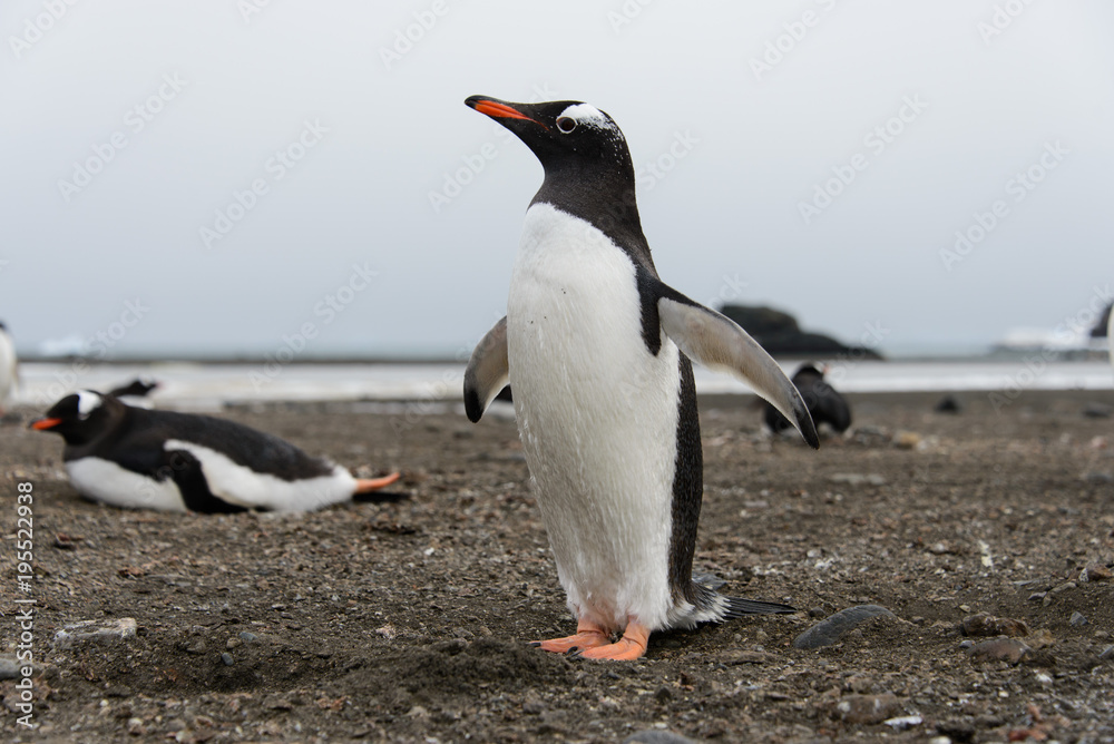 Fototapeta premium Gentoo penguin on beach