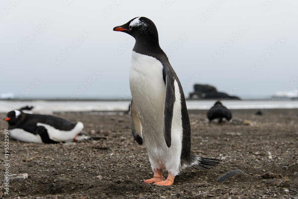 Obraz premium Gentoo penguin on beach
