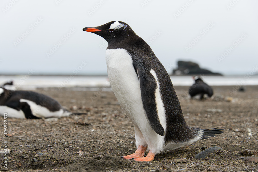 Obraz premium Gentoo penguin on beach