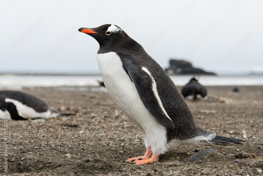 Fototapeta premium Gentoo penguin on beach