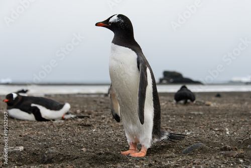 Gentoo penguin on beach