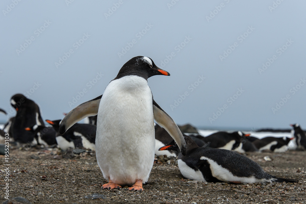 Naklejka premium Gentoo penguin on beach