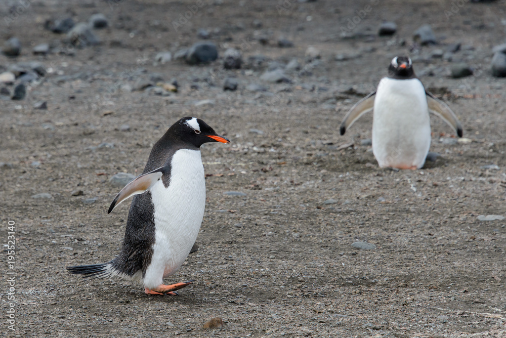 Obraz premium Gentoo penguin going