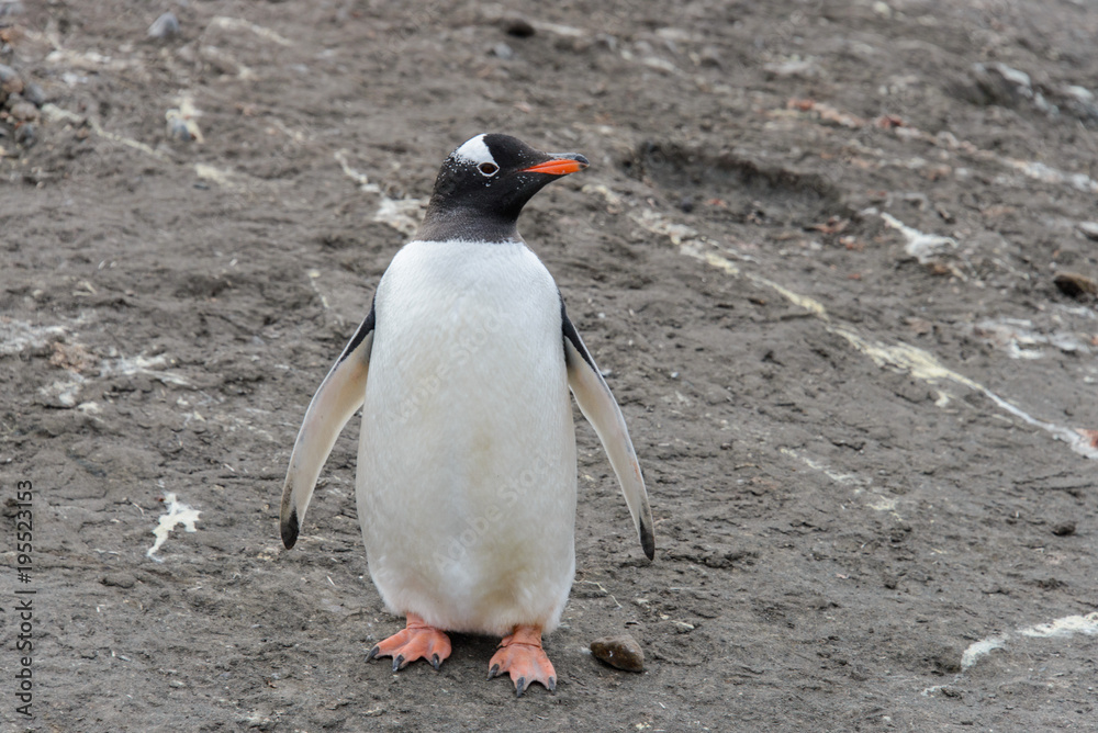 Obraz premium Gentoo penguin on beach