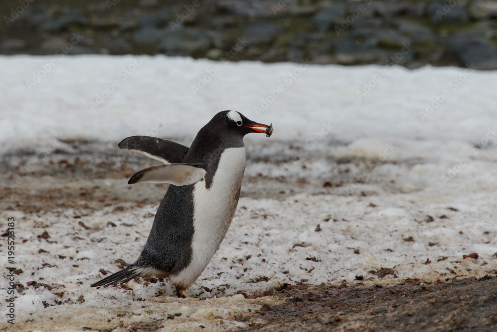 Naklejka premium Gentoo penguin going