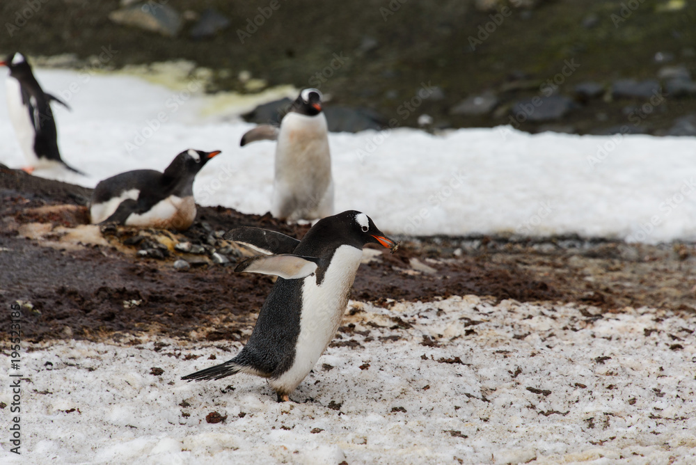 Fototapeta premium Gentoo penguin going