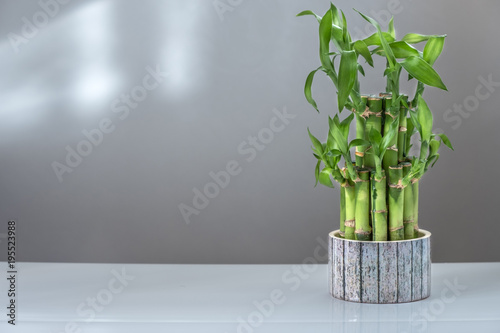 indoor plant "bamboo of happiness" on a white table