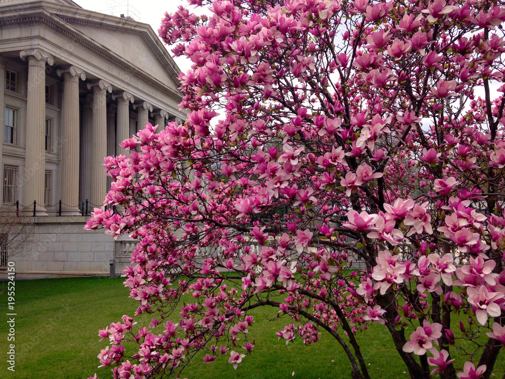Cherry Blossom in Washington DC Cherry Blossom in Washington DC