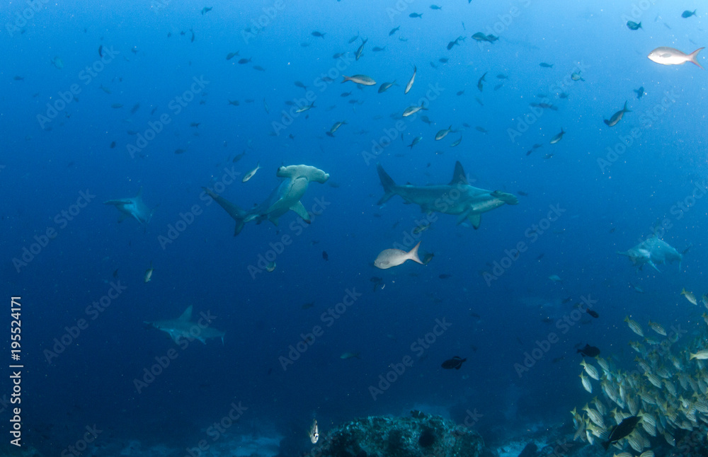 Hammerhead Shark Hammerhead Shark