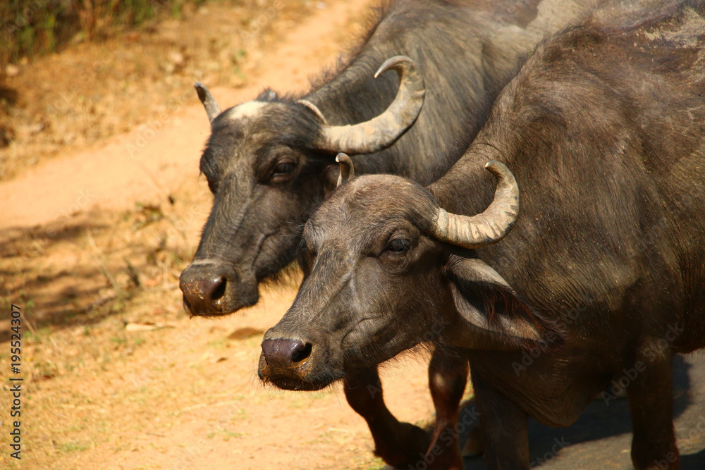 Indian bulls close-ups slowly walking along the rural road Khajuraho, India