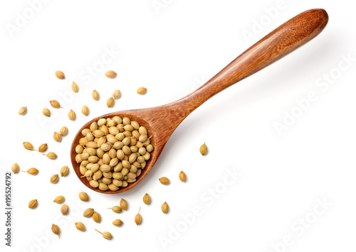 uncooked coriander seeds in the wooden spoon, isolated on white, top view