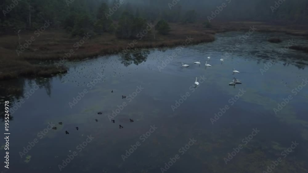 Aerial view of a swan family in a swampy lake during a vibrant cloudy morning. Taken in Vancouver Island, British Columbia, Canada. Aerial view of a swan family in a swampy lake during a vibrant cloudy morning. Taken in Vancouver Island, British Columbia, Canada.
