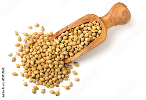 dried coriander seeds in the olive wood scoop, isolated on white, top view
