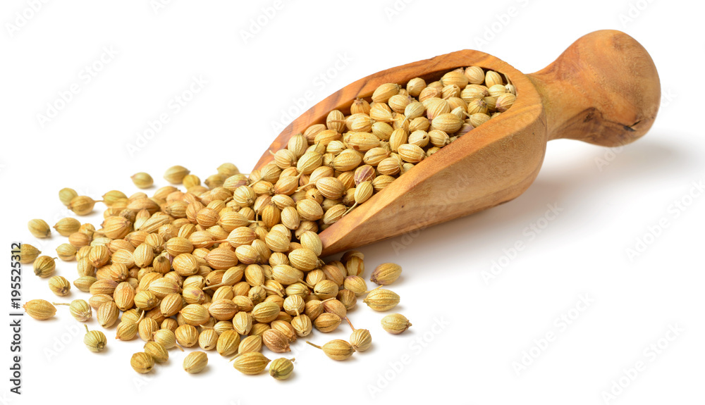 dried coriander seeds in the olive wood scoop, isolated on white dried coriander seeds in the olive wood scoop, isolated on white