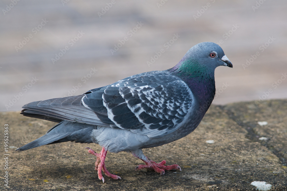 close up of common pigeon walking on stone wall close up of common pigeon walking on stone wall