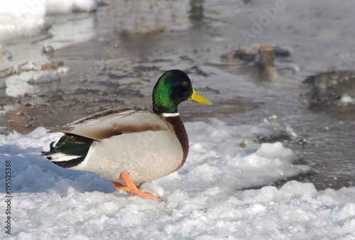 Duck mallard in winter on the ice of the river.
