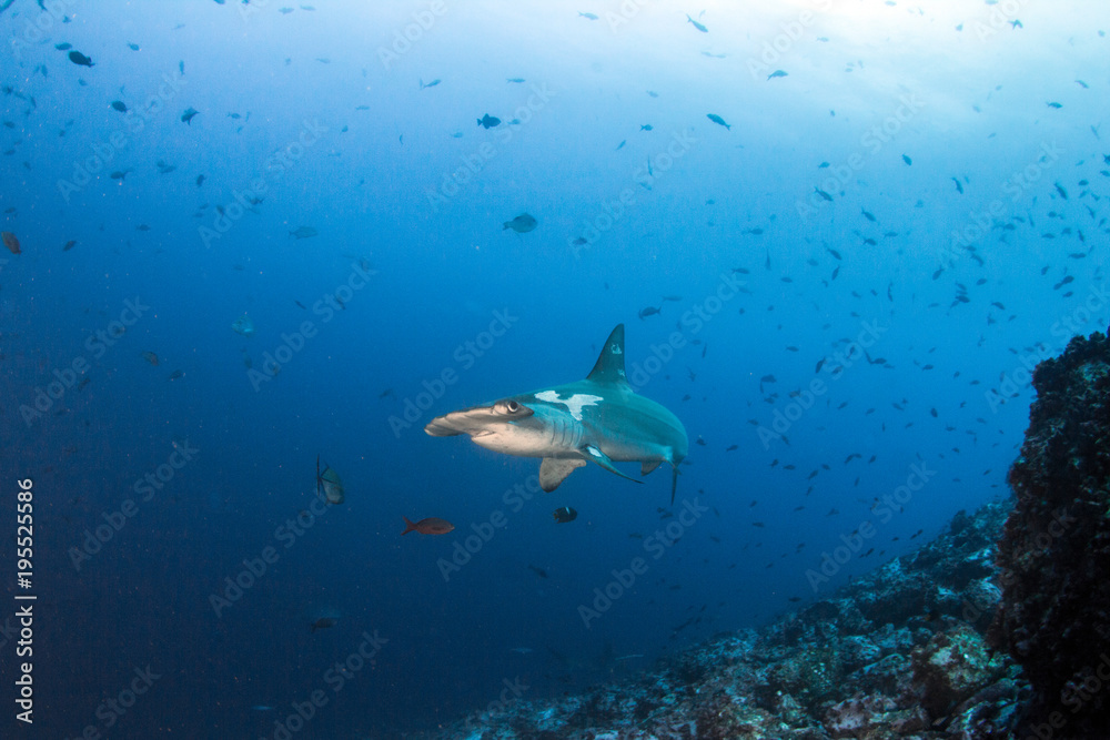 Fototapeta premium Hammerhead Shark