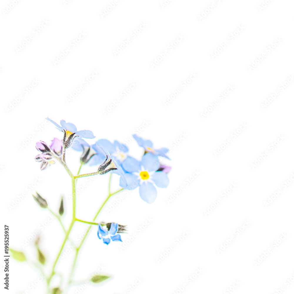 Delicate, light forget-me-not with white background, text box, white space
