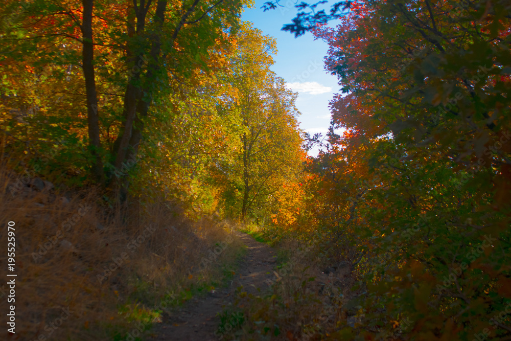 Path through autumn forest