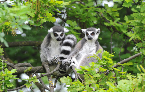 Kattas im Baum photo