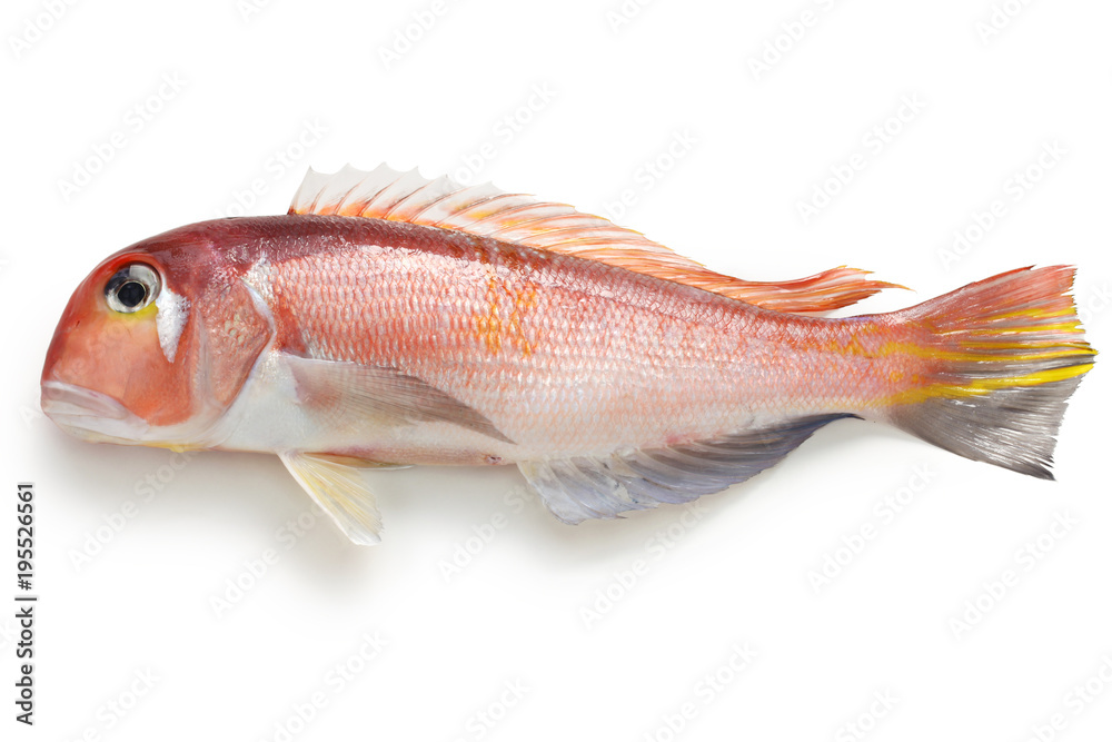 amadai, japanese tilefish amadai, japanese tilefish