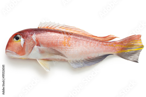 Fotografie amadai, japanese tilefish