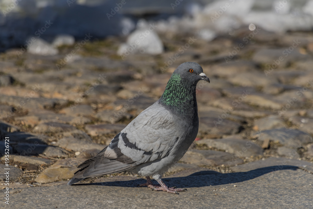 Obraz premium Pigeons on pavement in center square in Ceske Budejovice