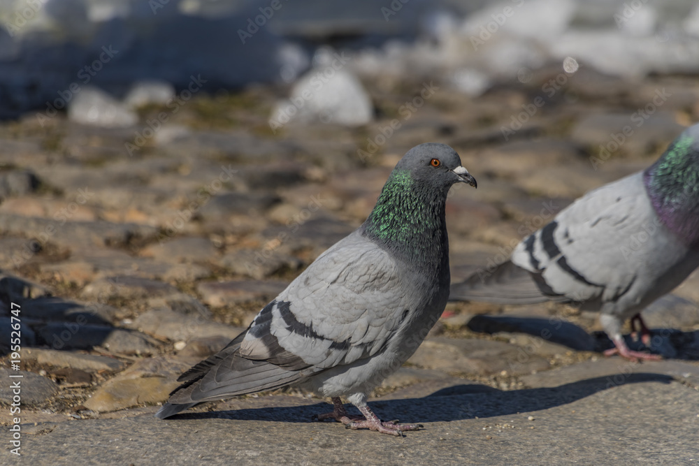 Pigeons on pavement in center square in Ceske Budejovice Pigeons on pavement in center square in Ceske Budejovice