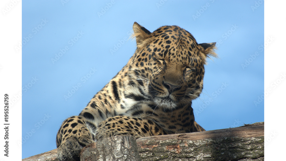 Naklejka premium Leopard beim Schlafen
