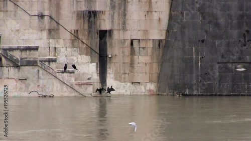 Roma, Italia. Tevere in piena. Banchina sommersa. Argini con cormorani e gabbiani 