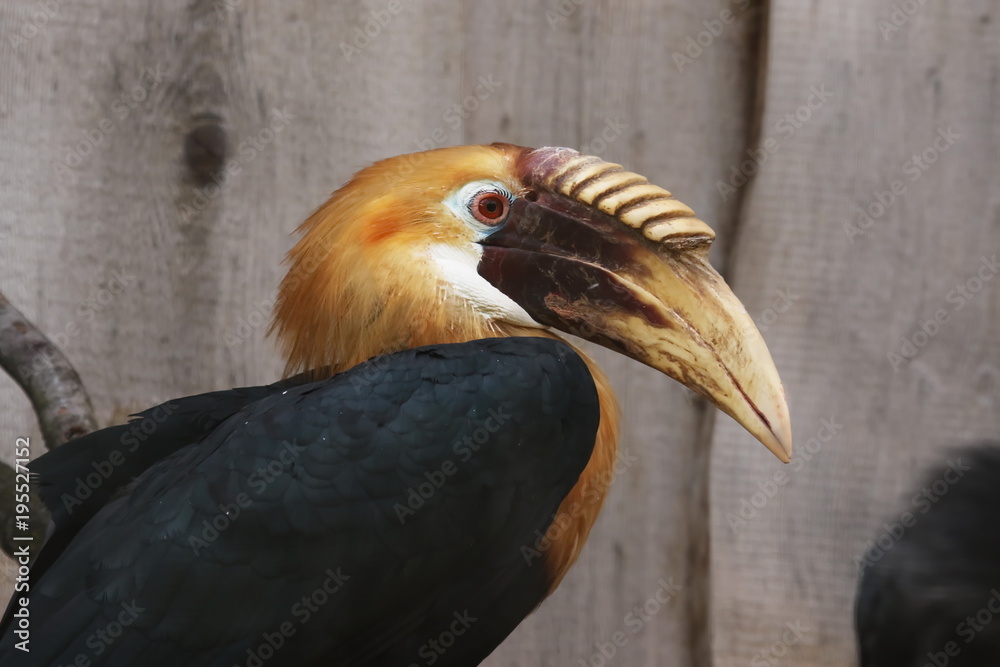 Pagua Hornvogel