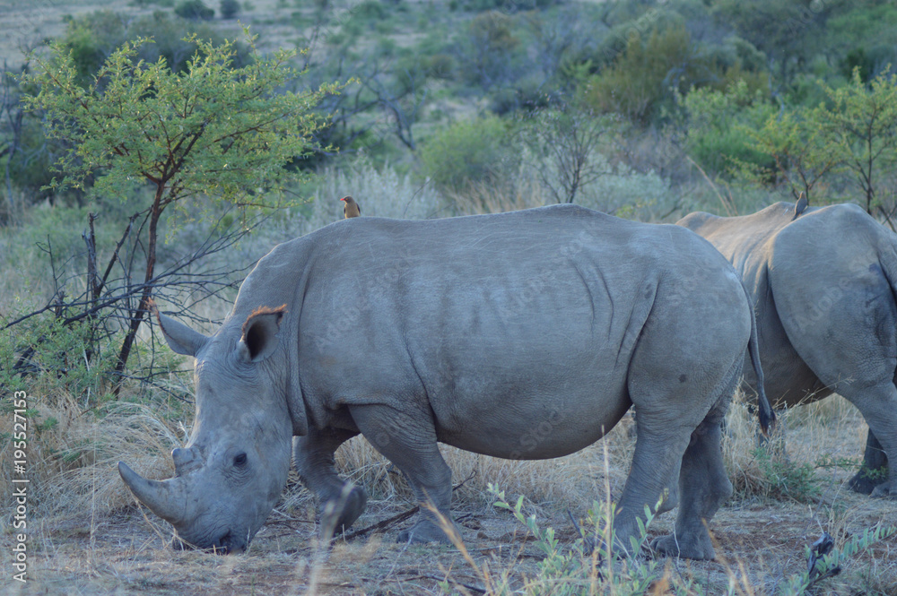 Obraz premium White Rhino in Kruger National Park