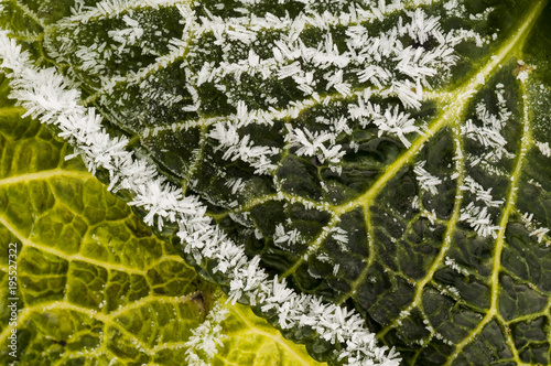 Savoy cabbage in winter photo