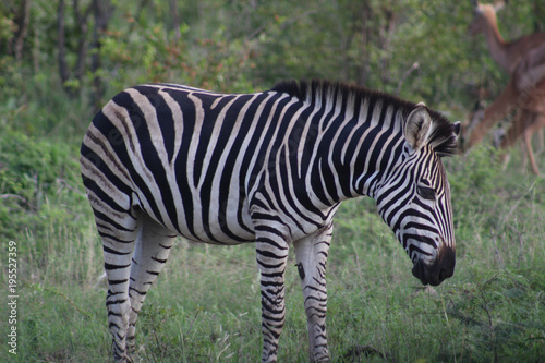 Fototapeta Naklejka Na Ścianę i Meble -  A cute Zebra in Kruger National park , biggest game reserve in South Africa