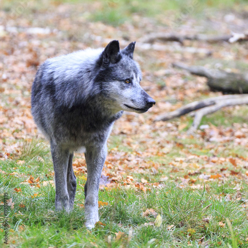 Wolf in the forest