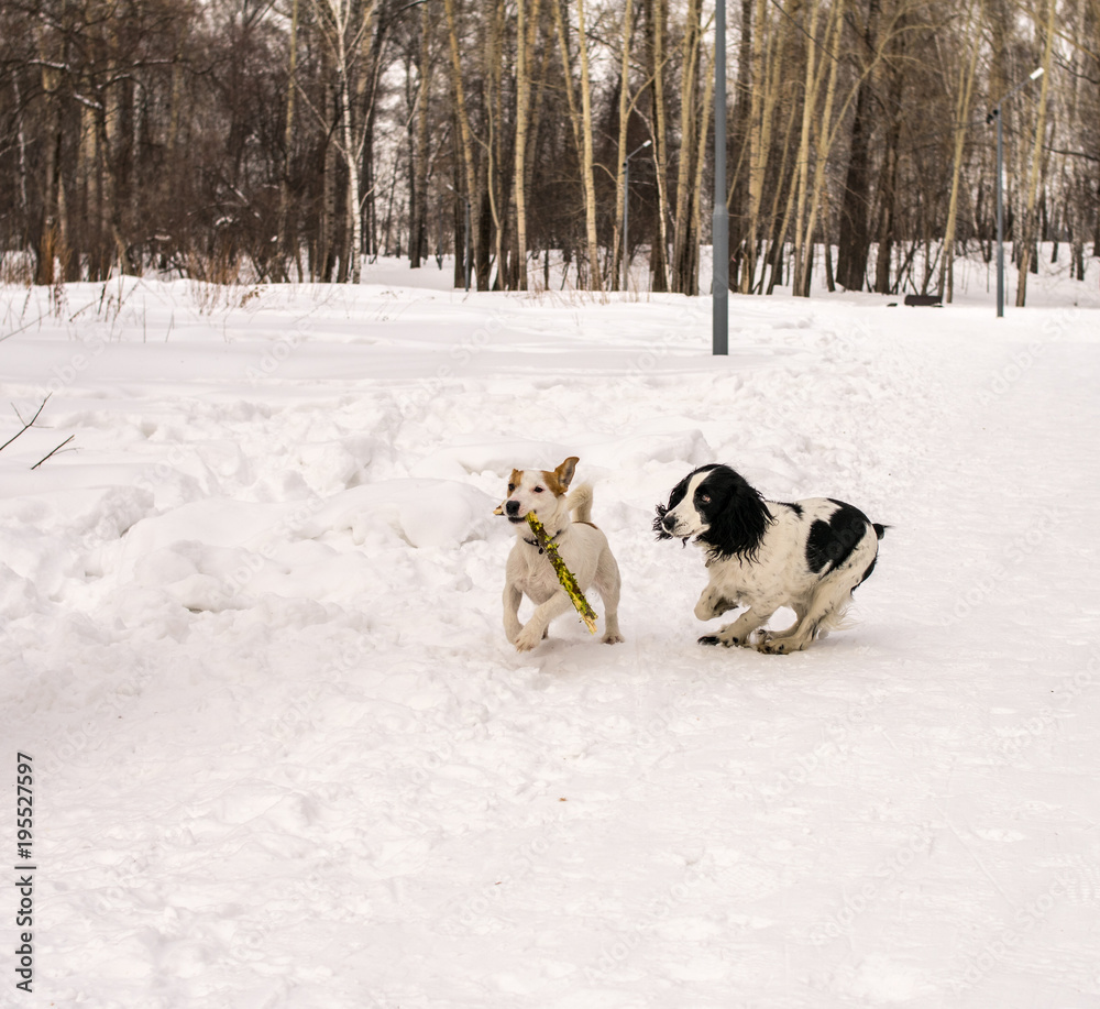 Dogs Jack Russel Terrier and Russian Spaniel playing together in the winter park