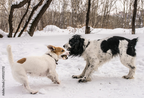 Dogs Jack Russel Terrier and Russian Spaniel playing together in the winter park