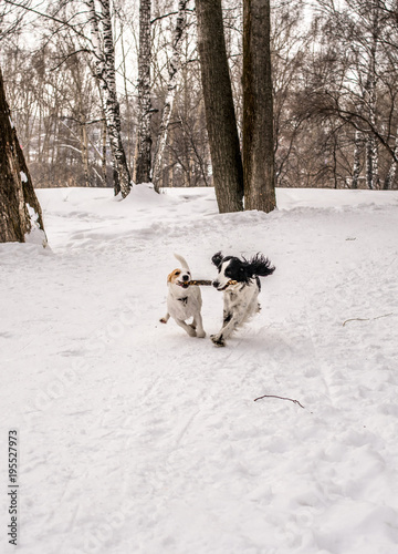 Dogs Jack Russel Terrier and Russian Spaniel playing together in the winter park
