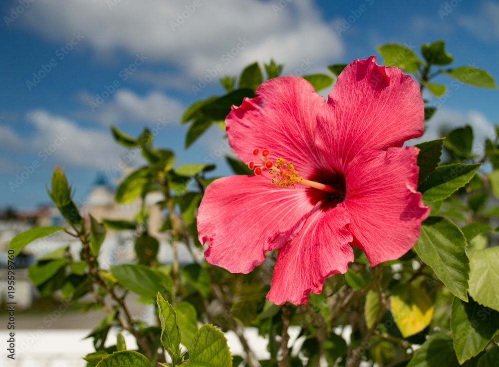 A beautiful, bright, gorgeous large red hibiscus in flower in a natural tropical environment. A beautiful, bright, gorgeous large red hibiscus in flower in a natural tropical environment.