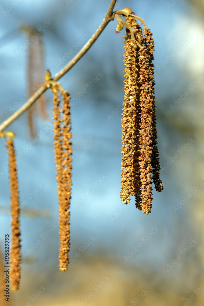 catkins of hazel corylus colurna hang from the branches catkins of hazel corylus colurna hang from the branches