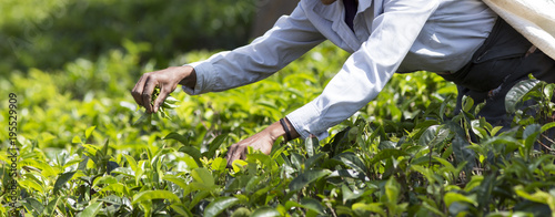 Tea picker working on plantation in Sri Lanka photo