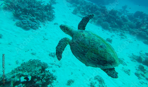echte Karettschildkröte im Roten Meer