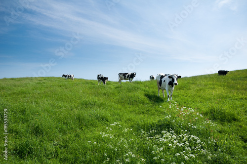 krowy na łące